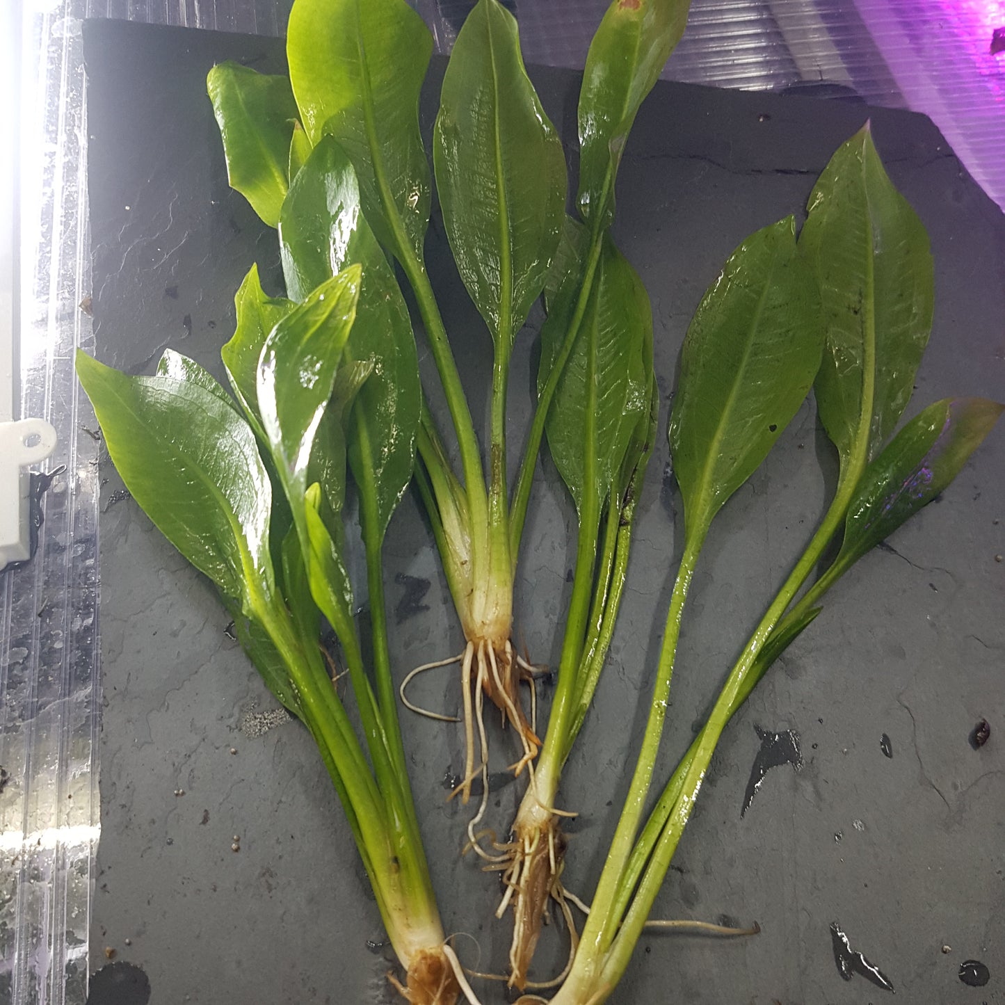 Echinodorus amazonicus (Amazon sword) - Bare root plant - 4x plants per bunch