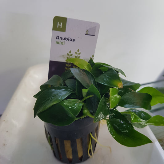 Anubias barteri 'Mini' - 5cm pot - EU Grown