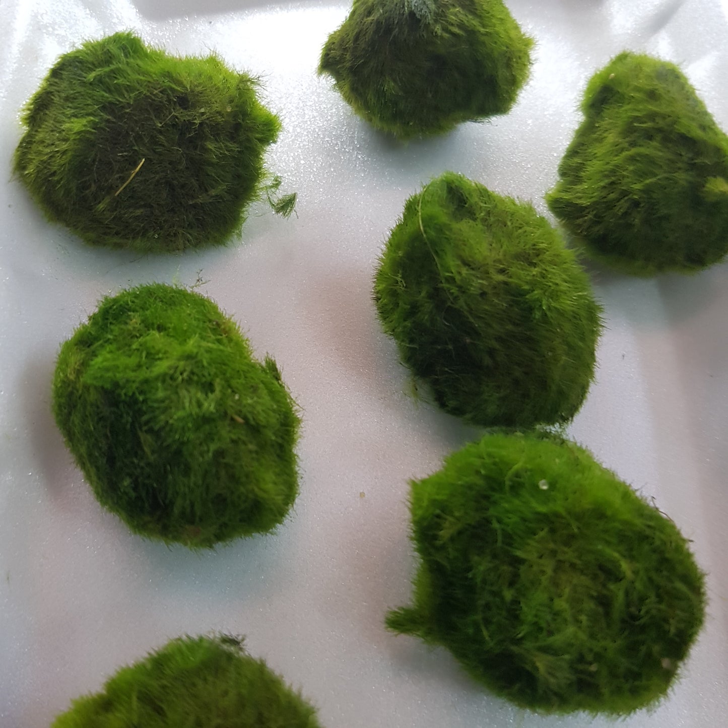 Chladophlora “Moss ball“ - approx 3cm - EU grown