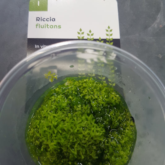 Riccia fluitans Vitro cup - EU grown