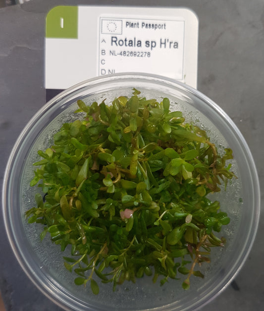 Rotala rotundifolia 'H'ra' vitro cup - EU grown