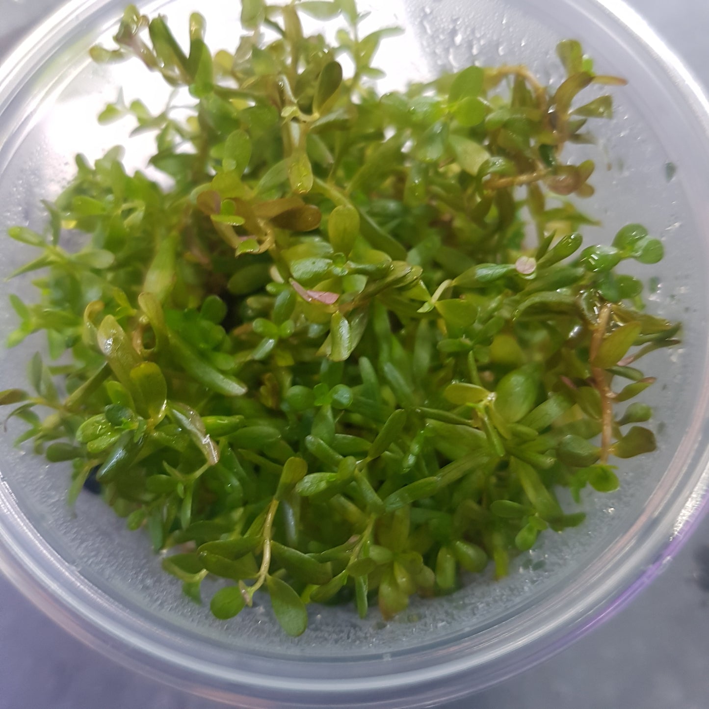 Rotala rotundifolia 'H'ra' vitro cup - EU grown