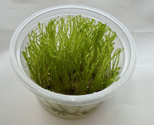 Taxiphyllum sp. “Peacock moss” in Vitro cup