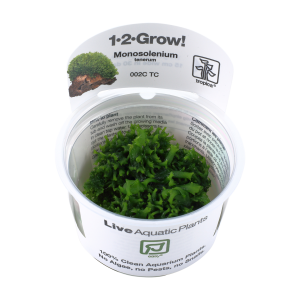 Monosolenium tenerum 1-2-Grow - Tropica