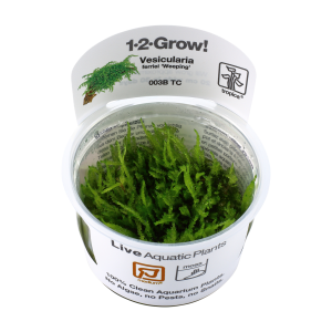 Vesicularia ferriei 'Weeping' 1-2 Grow - Tropica