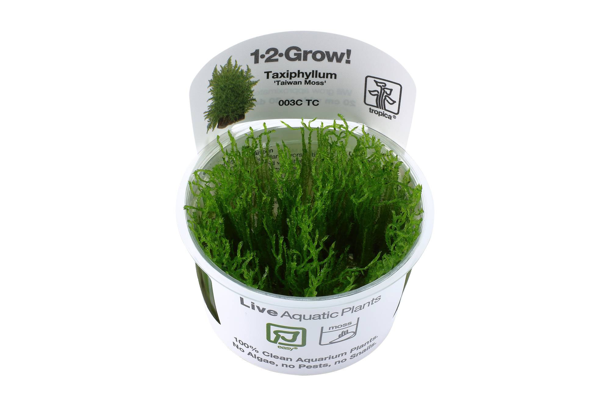 Taxiphyllum alternans 'Taiwan' 1-2 Grow - Tropica