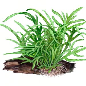 Microsorum pteropus 'Trident' grown on Mangrove wood with suction cup - Tropica