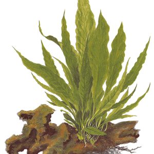 Microsorum pteropus grown on wood. - Tropica