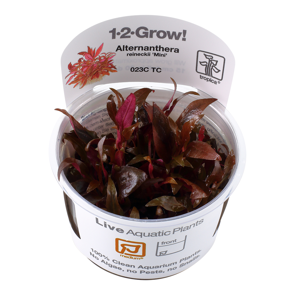 Alternanthera reineckii 'Mini' 1-2-Grow - Tropica