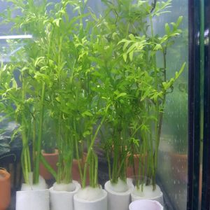 Ceratopteris thalictroides - bare root portion