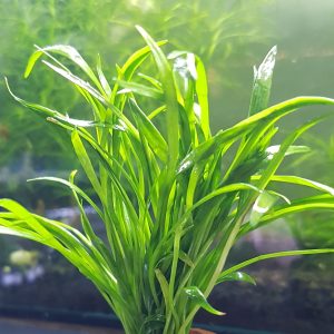 Lilaeopsis brasiliensis - bare root - bunch as per picture