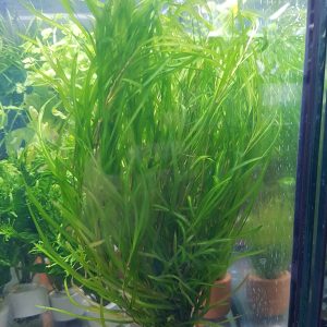 Potamogeton gayi - Aquarium plant