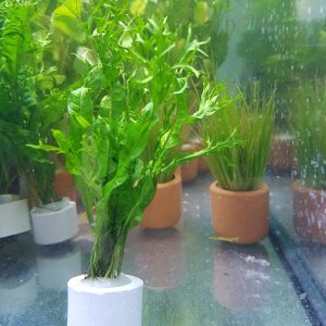 Microsorum pteropus 'Windeløv' Bare root