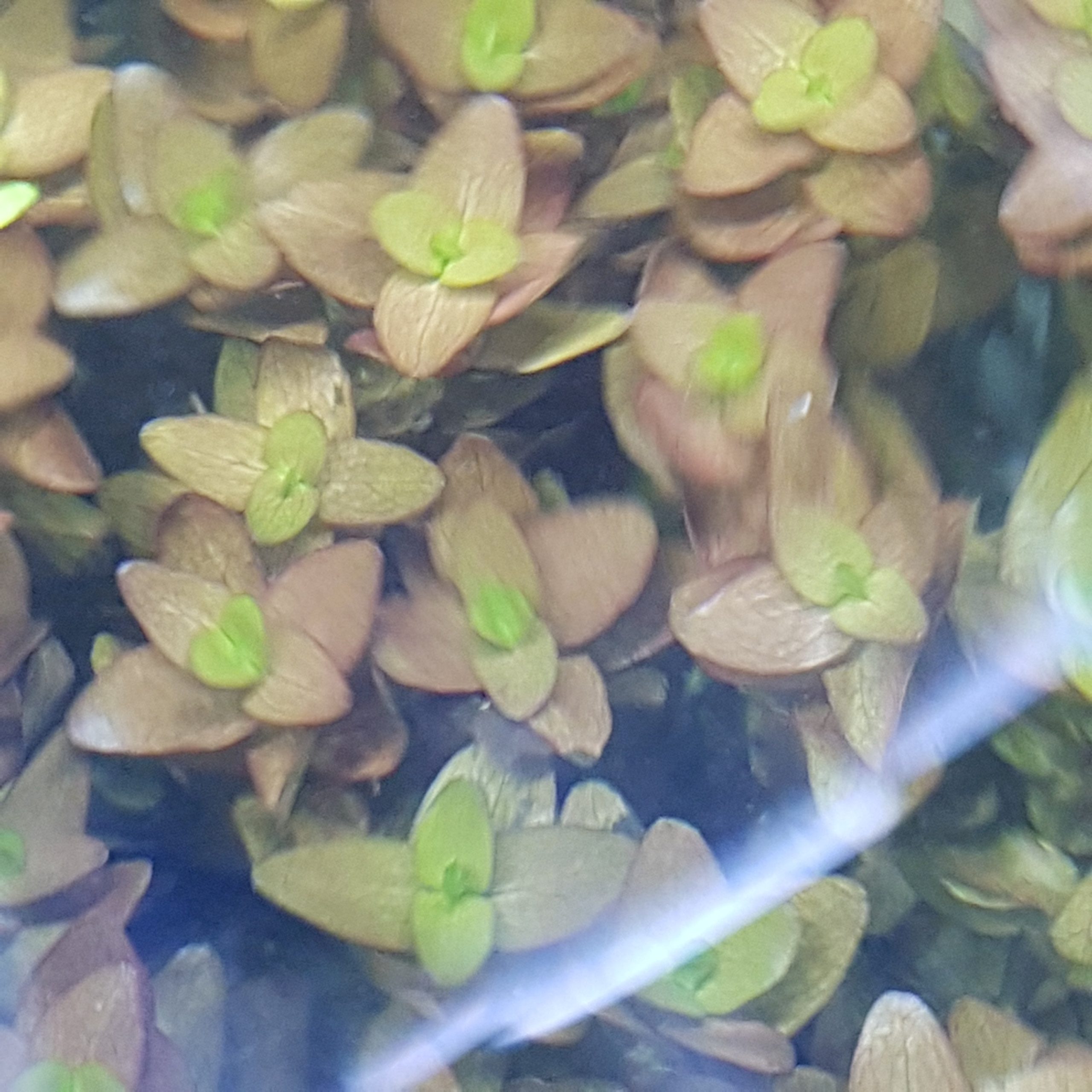 Bacopa caroliniana varigated - bare root portion