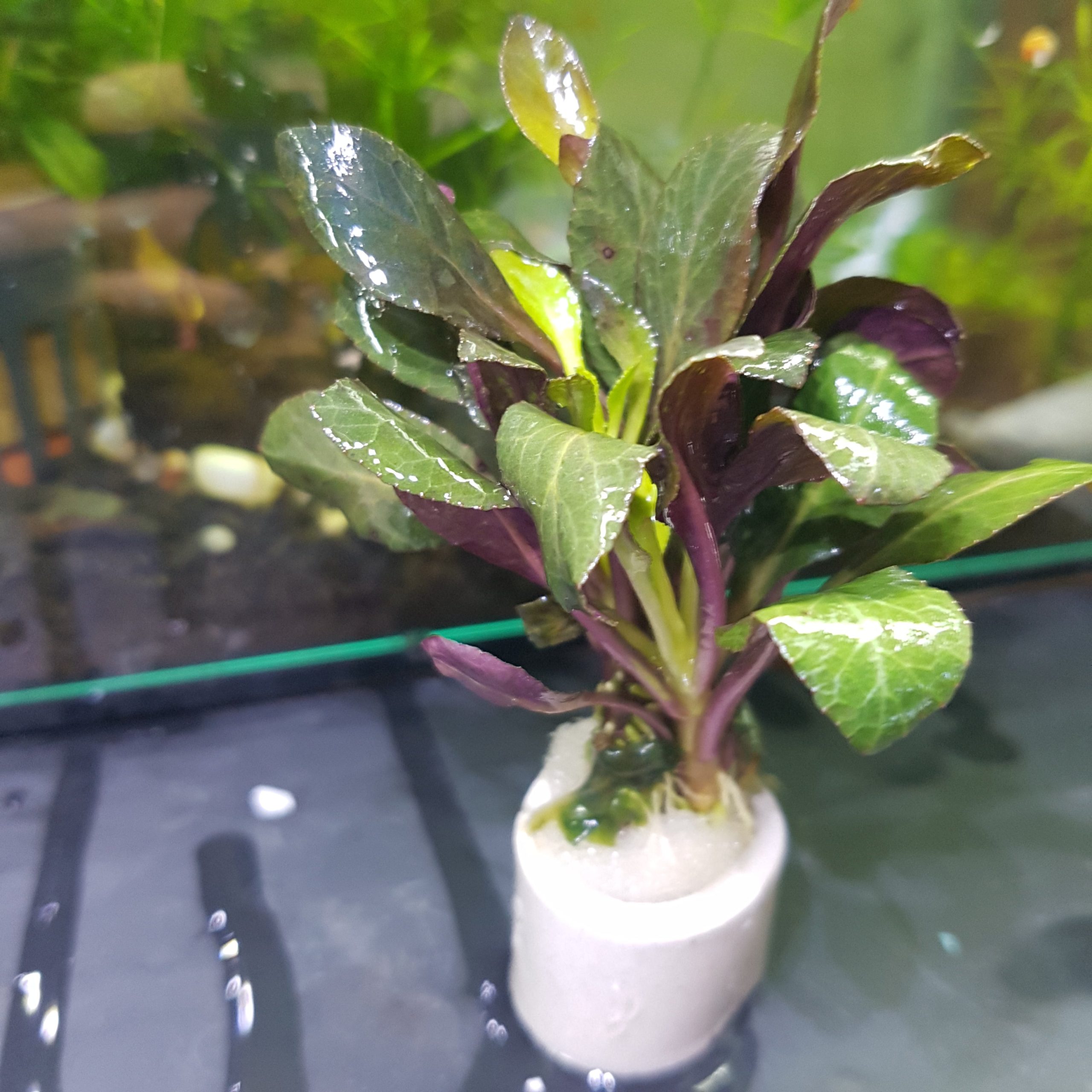 Lobelia cardinalis Aquarium Plant