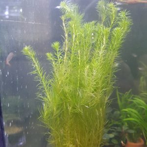 Rotala Najean - bare root