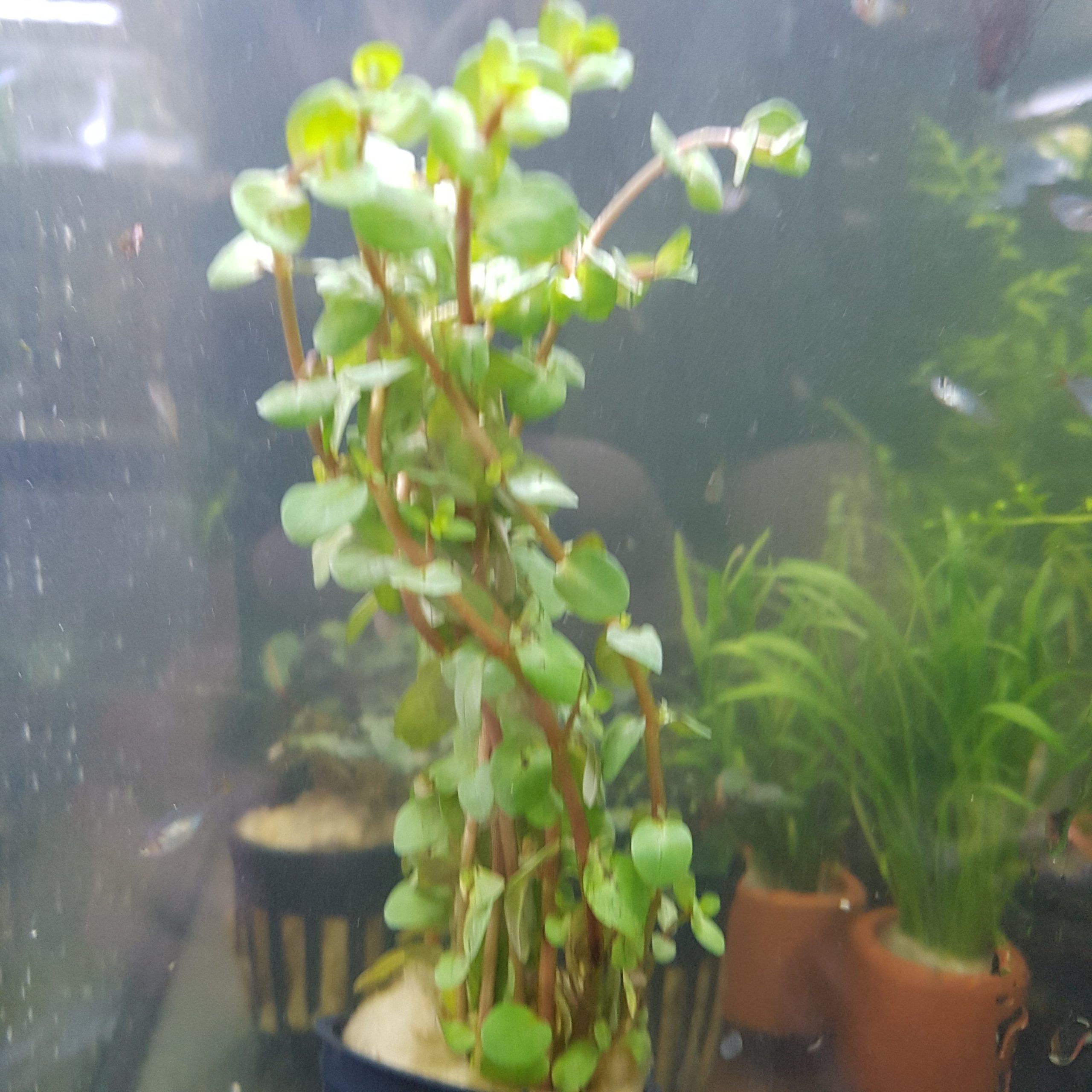 Rotala rotundifolia "Orange Juice" aquarium plant