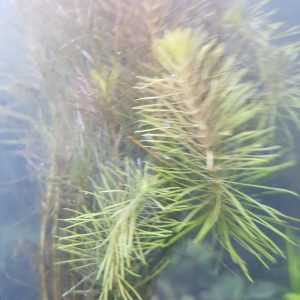 Rotala wallichii - bare root