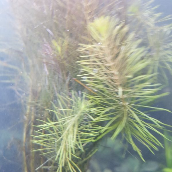 Rotala wallichii - bare root