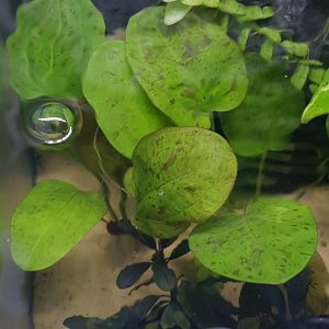 Echinodorus Harbich - bare root