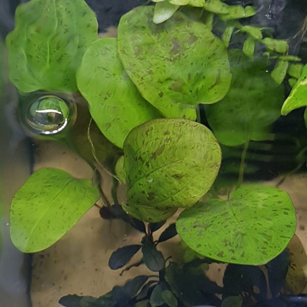 Echinodorus Harbich - bare root