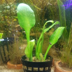 cryptocoryne lingue - In pot