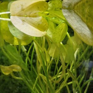 Hydrocleys Nymphoides Water Poppy - bare root - 2x stems