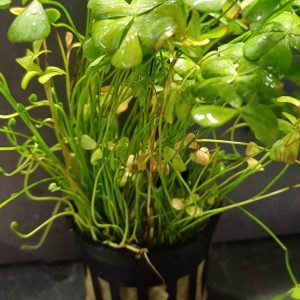 Marsilea crenata - 5cm pot