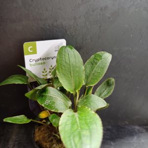 Cryptocoryne bullosa - 5cm pot - EU Grown