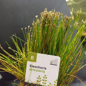 Eleocharis acicularis - 5cm pot - EU Grown
