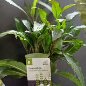 Hygrophila angustifolia rubra - 5 cm pot - EU Grown