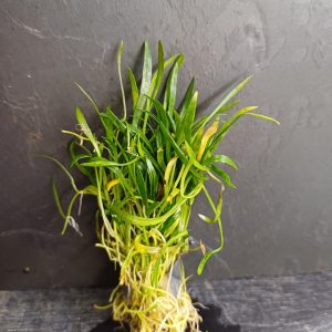 Lilaeopsis novae-zelandiae - Bare root bunch