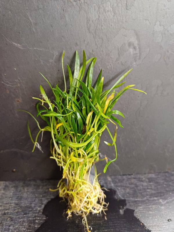 Lilaeopsis novae-zelandiae - Bare root bunch