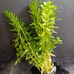 Rotala bossii - bare root - approx 8-10 plants/stems