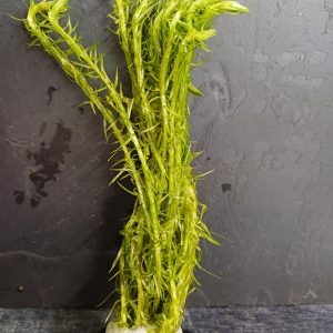 Mayaca fluviatilis - bare root - Approx 8-12 plants/stems
