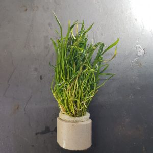 Lilaeopsis brasiliensis - Bare root portion as per picture