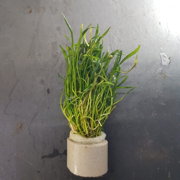 Lilaeopsis brasiliensis - Bare root portion as per picture