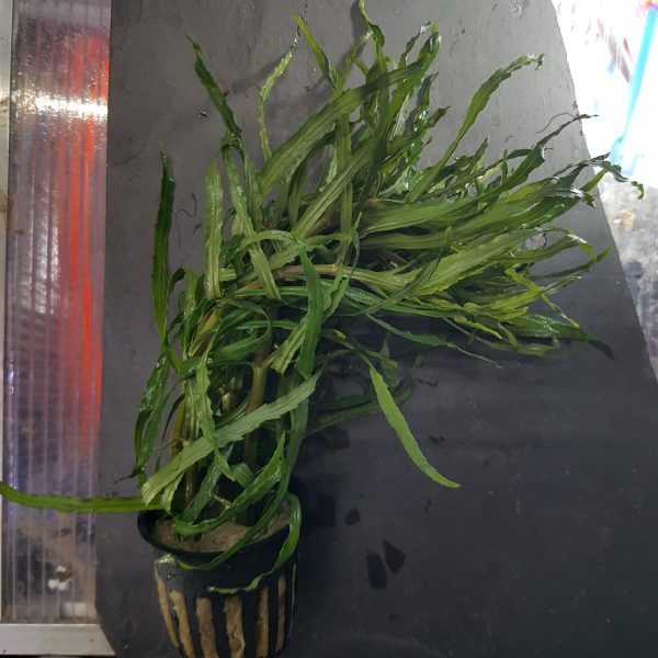 Pogostemon octopus - 5cm pot