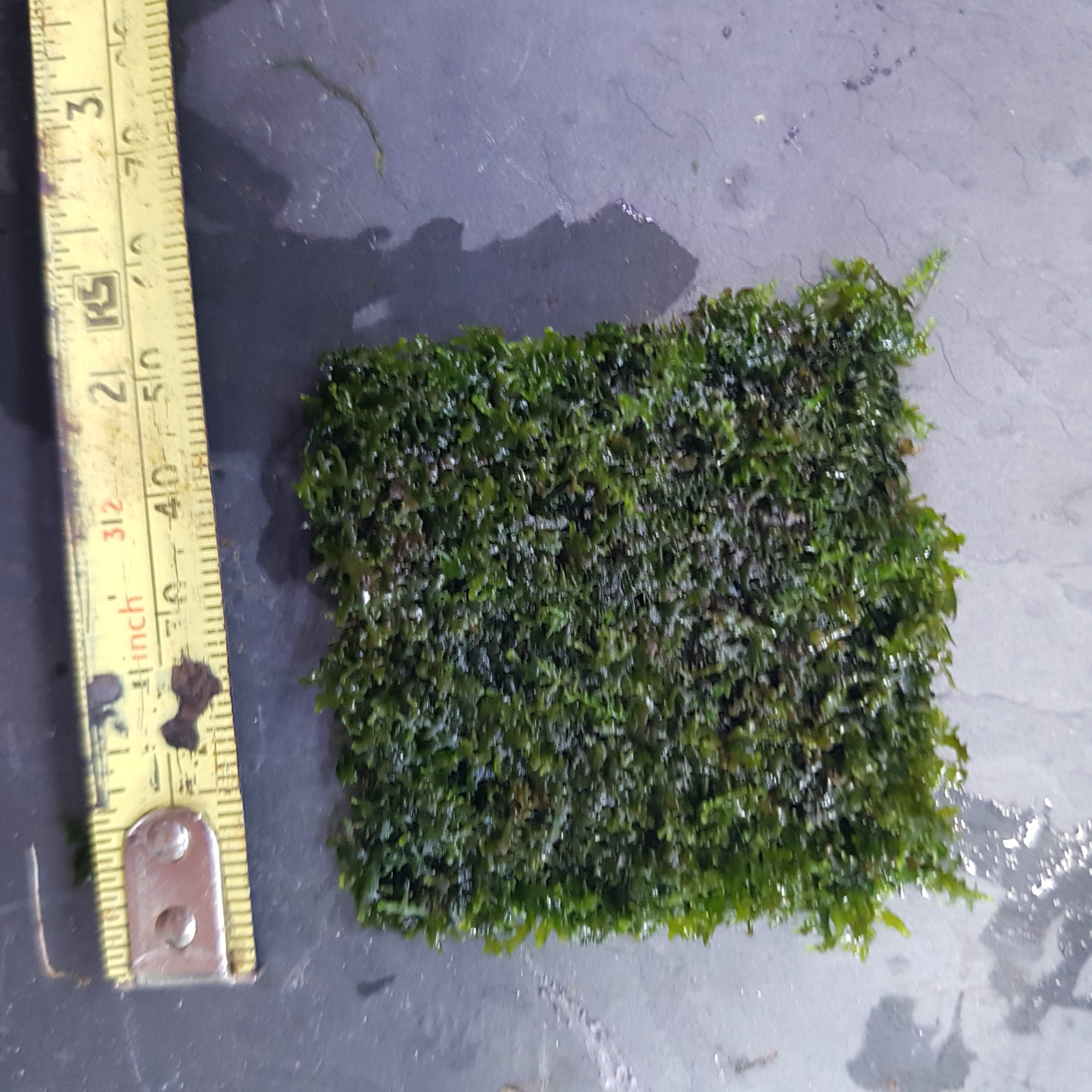 Riccardia chamedryfolia moss - 5x5cm (2x2inch) mesh pad