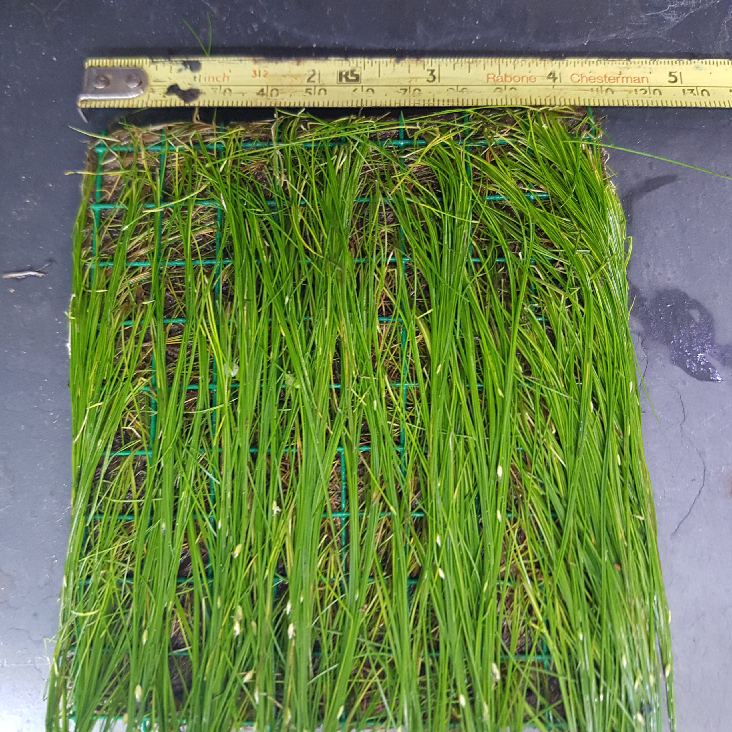 Eleocharis parvula - mesh pad - 10x10cm (4x4 inch)