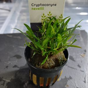 Cryptocoryne nevellii - 5cm pot - EU Grown