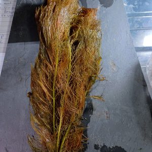 Myriophyllum mattogrossense 'Red' - Bare root - 5 plants