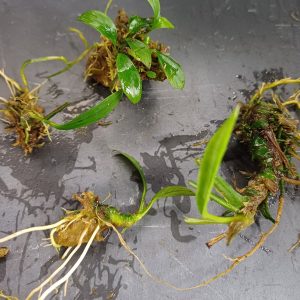anubias lanceolata - 4x small plantlets