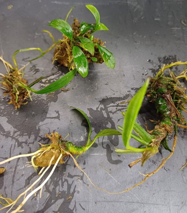 anubias lanceolata - 4x small plantlets