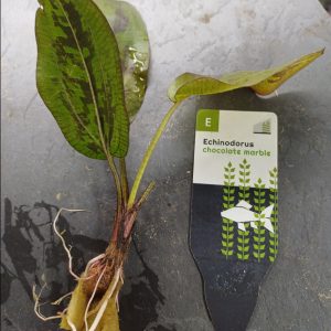 Echinodorus 'Chocolate Marble' - Individual plant - EU grown