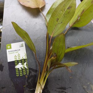 Echinodorus 'Ozelot' red - Individual Plant