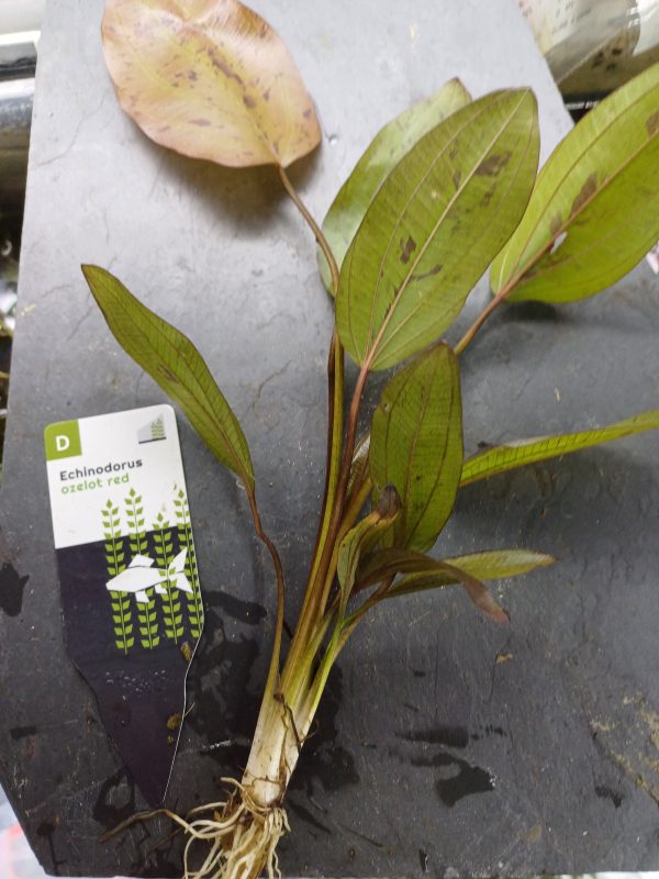 Echinodorus 'Ozelot' red - Individual Plant