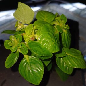 Limnophila rugosa - 5 cm pot
