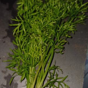 Ceratopteris siliquosa (water sprite) - ringed bunch of approx 5 plants
