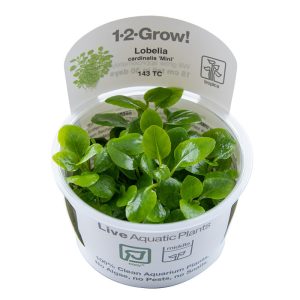 Lobelia cardinalis 'Mini' 1-2-Grow - Tropica